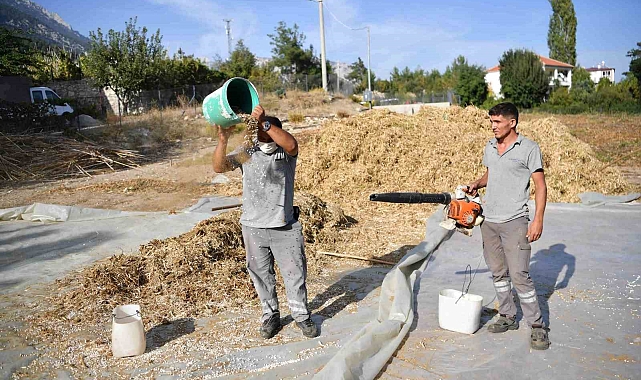 Lezzetiyle ünlenen Çandır fasulyesinde hasat zamanı