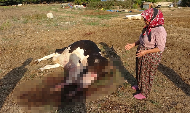 Sokak köpekleri 100 bin TL'lik ineğe telef etti