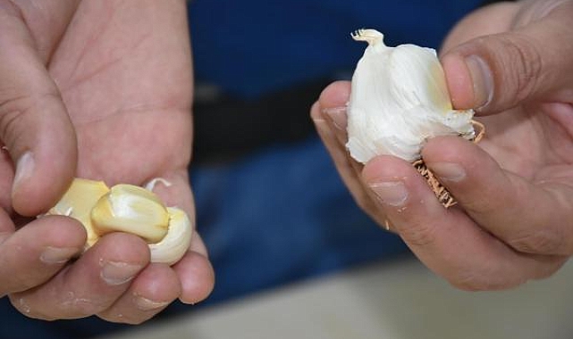 'Taşköprü sarımsağı antibiyotik özelliği bakımından Çin sarımsağından yüzde 100 daha etkili'