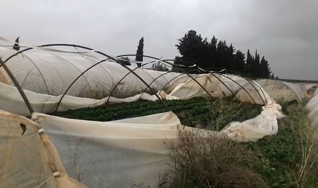 Antalya'da şiddetli yağmur ve fırtına çilek seralarına zarar verdi