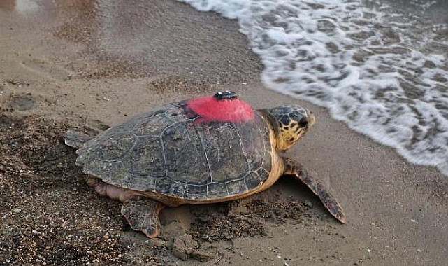 Caretta caretta 'Tuba'yı 9 milyon kişi izledi