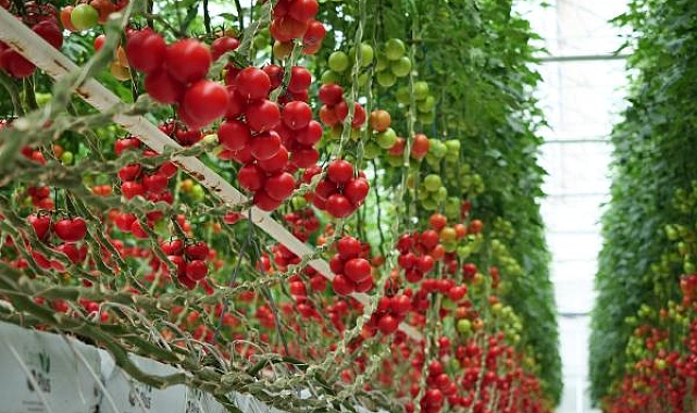 HEKTAŞ'ın yerli sebze tohumları Growtech Fuarı'nda tanıtıldı
