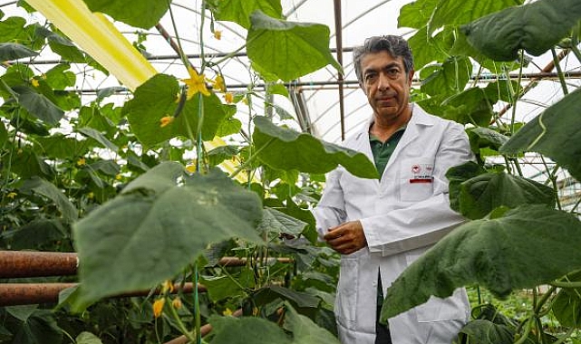 Hıyarda aranan aromayı 7 yılda buldu