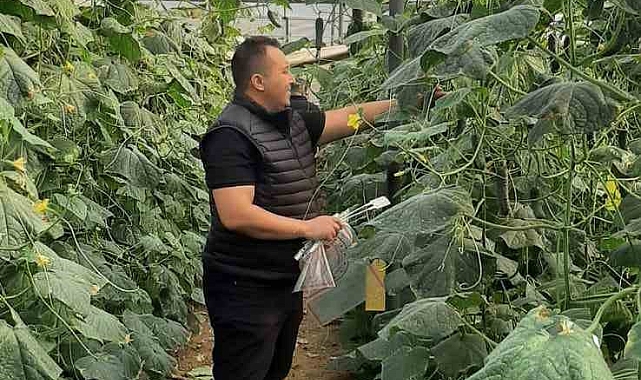 İlçe Tarım&#039;dan hasat öncesi pestisit denetimi