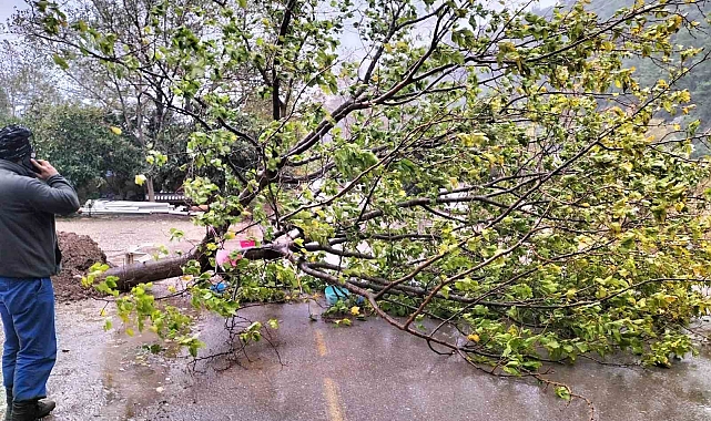 Kemer'de fırtına ağaçları devirdi ağaçlar zarar gördü, totemler fırtınaya dayanamadı