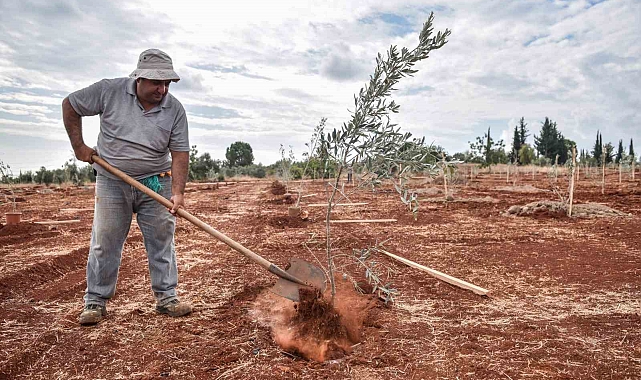 Kepez'e 30 bin zeytin fidanı dikilmesi planlanıyor