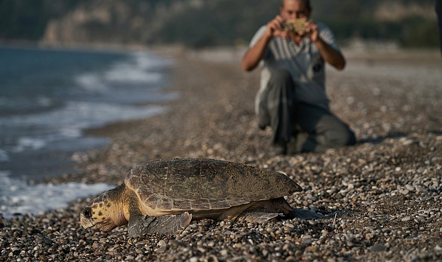 144 bin 334 yavru caretta caretta denizle buluştu