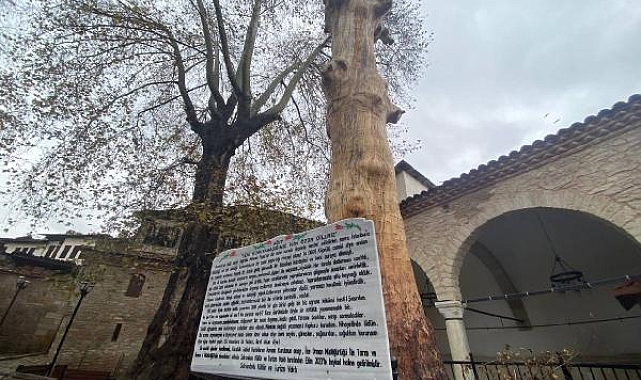 350 yıllık ağaç, heykel oldu