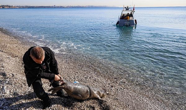 Antalya'nın Konyaaltı sahili açıklarında ölü yavru Akdeniz foku bulundu