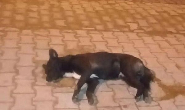Aydın'da zehirlenen 5 sokak köpeği öldü