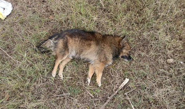 Aydın'da zehirlenen köpek sayısı 30'a çıktı; 3 de ölü tilki bulundu