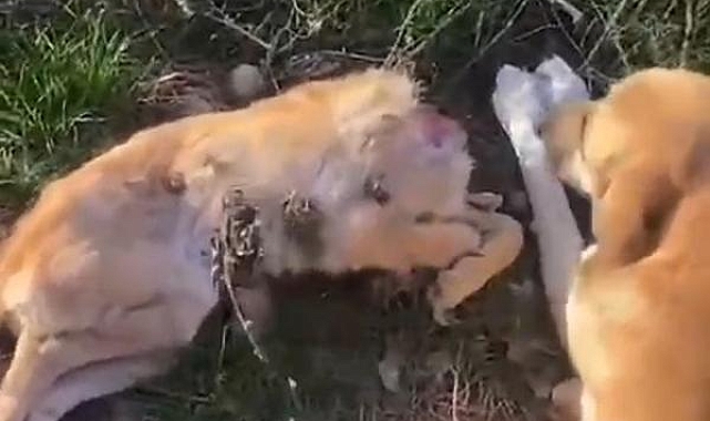Barınakta aç kalan köpeklerin ölen hemcinslerini yediği iddiasına inceleme