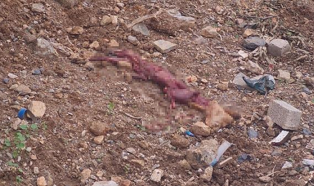 Bodrum'da derisi yüzülmüş tilki bulundu