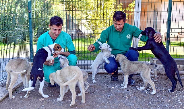 Bozyazı Bakımevi, sahipsiz hayvanları güvenli yeri oldu