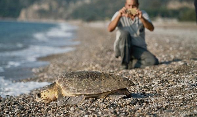 Caretta caretta yavrularında ciddi artış var