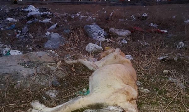 Çöplükte ki ölü köpeklere hayvanseverlerden tepki