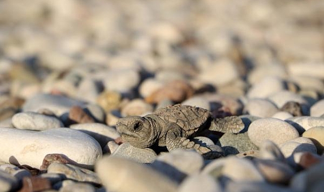 Denize ulaşan yavru caretta sayısı iki kat arttı