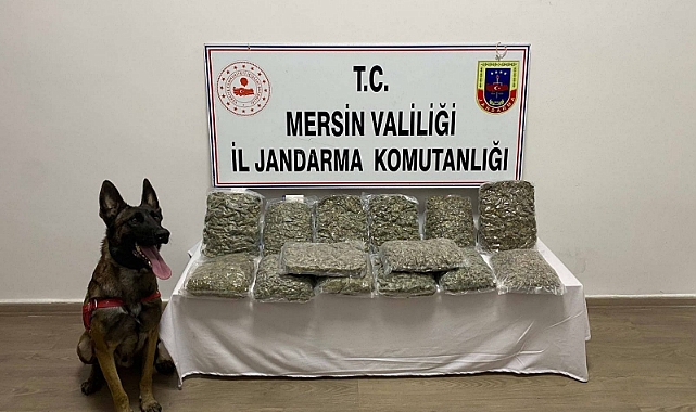Evde 14 kilo 200 gram skunk ele geçirildi