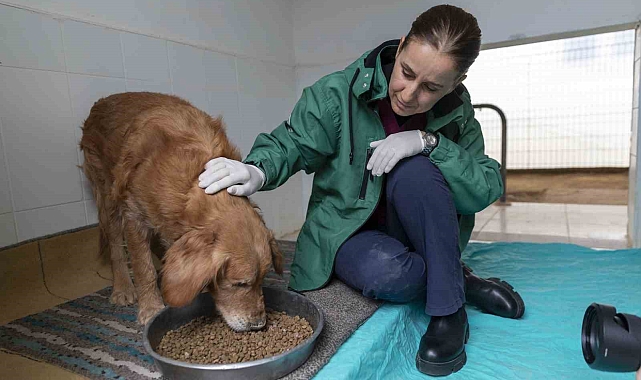 Görme engelli köpekler 'Aşil ve Çakıl' sahiplendirilmeyi bekliyor