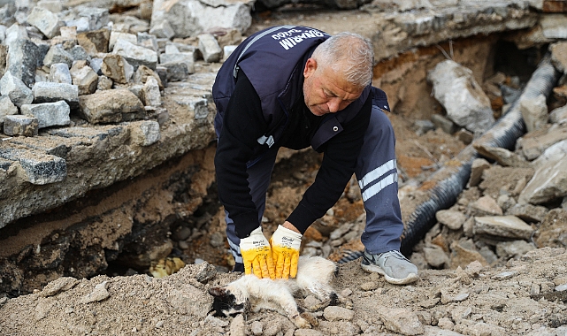 Hafriyata sıkışan kedi kalp masajıyla hayata döndürüldü