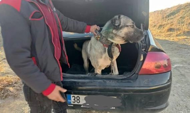 Köpek dövüşünde 37 kişi yakanlandı; 6 köpek kurtarıldı