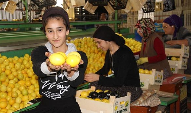 Limonda 1000 TL'lik ihracat teşvikinden üretici memnun