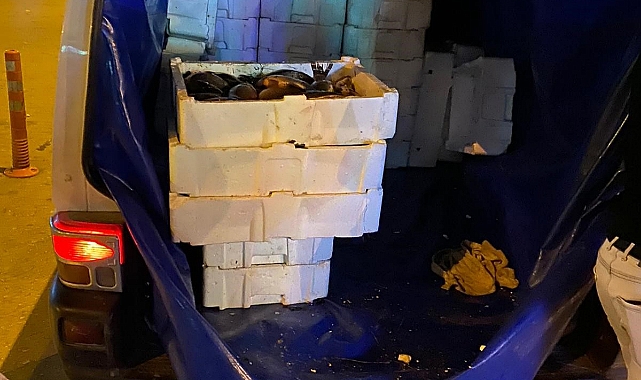 Menşe belgesiz Çin sazanı ele geçirildi