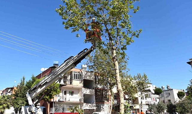 Mersin'de budanan ağaç dalları yakacak olarak dağıtılıyor