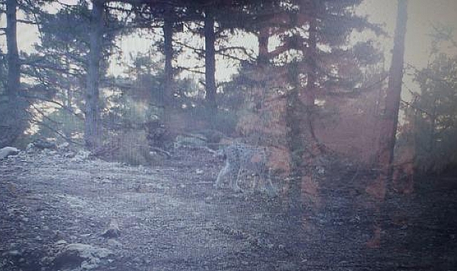 Mersin'de fotokapana vaşak yakalandı