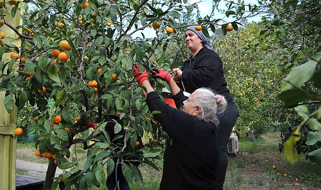 Meyvelerini kendisi gibi yetim ve öksüz çocuklara gönderiyor