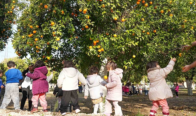 Minikler portakal hasadı yaptı