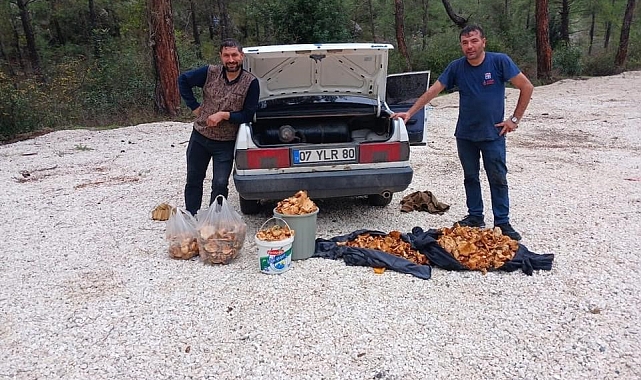 Pazarlarda en çok aranan Çıntar'dan bir günde 100 kilogram topladılar