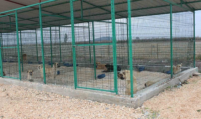 Reyhanlı'da sokak hayvanları barınakta sağlığına kavuşuyor