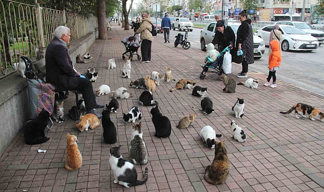 Sokak kedilerinin 'Kedici babası'