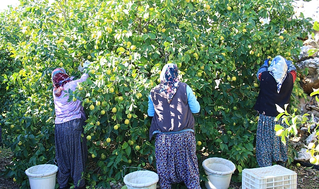 Tescilli Lamas limonunda hasat 5 TL ile başladı