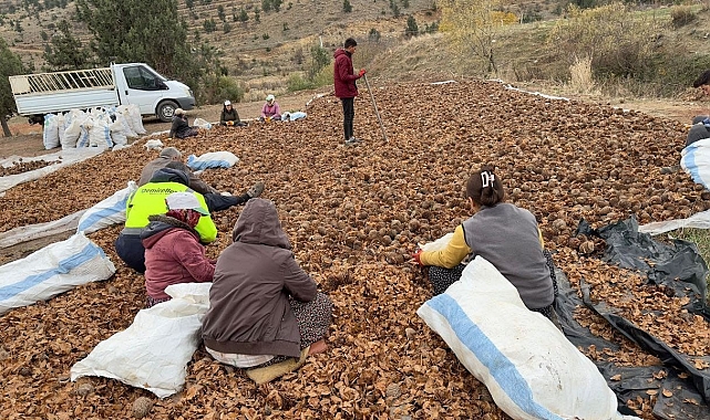 Yanan orman 6,5 ton sedir tohumu ile yeniden canlanacak