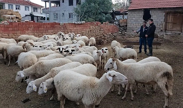 Acıpayam’ın 11 mahallesi çiçek karantinasına alındı