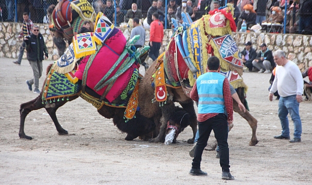 Bodrum Deve Güreşi Festivali için geri sayım
