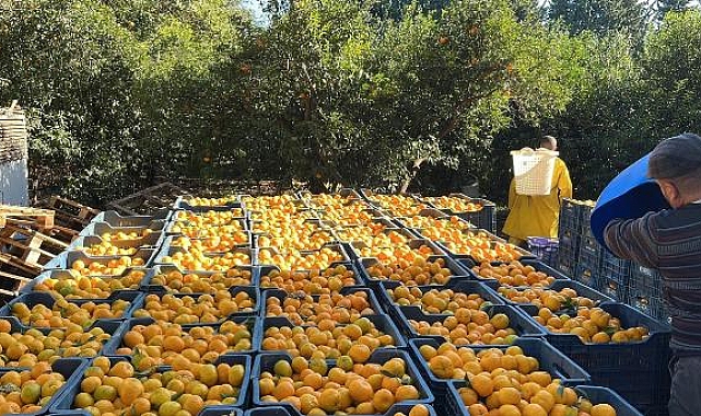 'Bodrum mandalinası bahçede 5, İstanbul'da 50 liradan satılıyor'