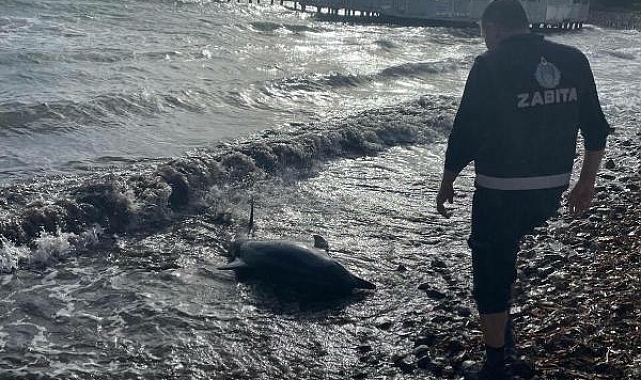 Bodrum'da karaya vuran yunus öldü