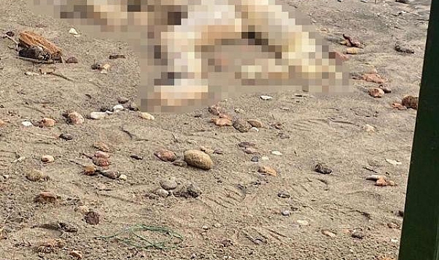 Bodrum'da sahilinde başı olmayan erkek cesedi bulundu