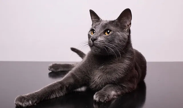 Büyükşehir belediyesinden kedi kısırlaştırma açıklaması