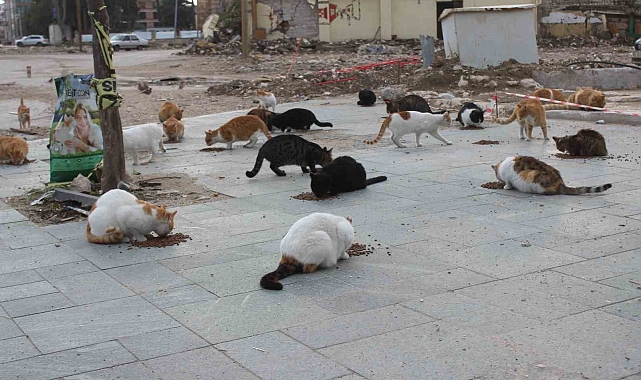 Enkaz kentin sokak hayvanlarına can oldu