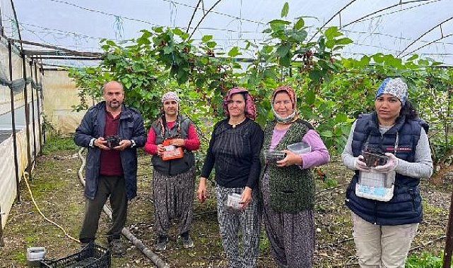 Erkenci karadutun tanesi 2,5 liradan alıcı buluyor