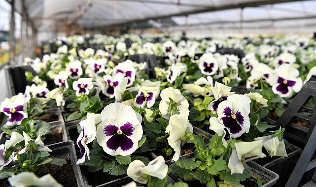 Esen Konyaaltı’nı Çiçeklerle Süslüyor