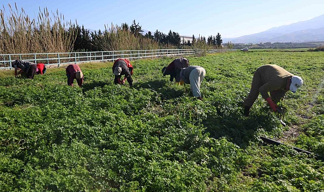 İnsanlar zehirlenmesin diye işçiler günlerce mesai yapıyor