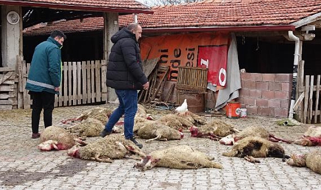 Kütahya'da sokak köpekleri 22 koyunu öldürdü