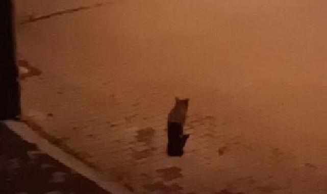 Mahallede kedi avlayan vaşak alarmı; yakalanması için kapan kuruldu