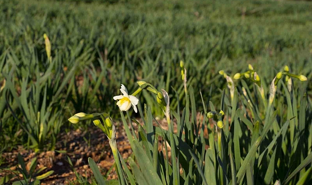 Mersin&#039;de atıl araziler tarıma kazandırılıyor
