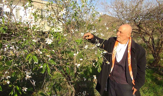 Mersin'de badem ağaçları çiçek açtı